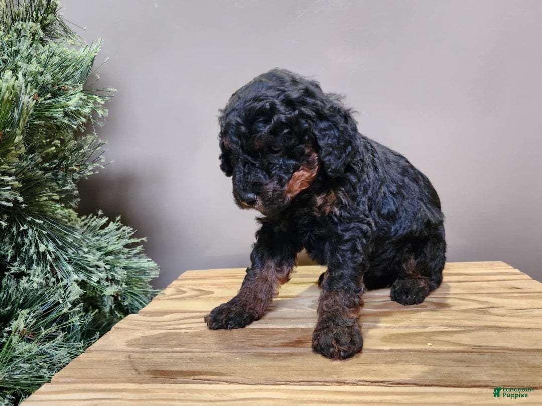 Mini Bernedoodle dogs for sale: Klaus - Ad 5