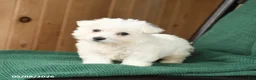Westiepoo dogs for sale: Darla - Ad 3