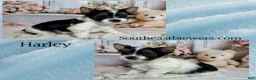 Biewer Terrier dogs for sale: Harley  - Ad 4