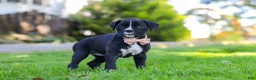 Boxer dogs for sale: Bella - Ad 5