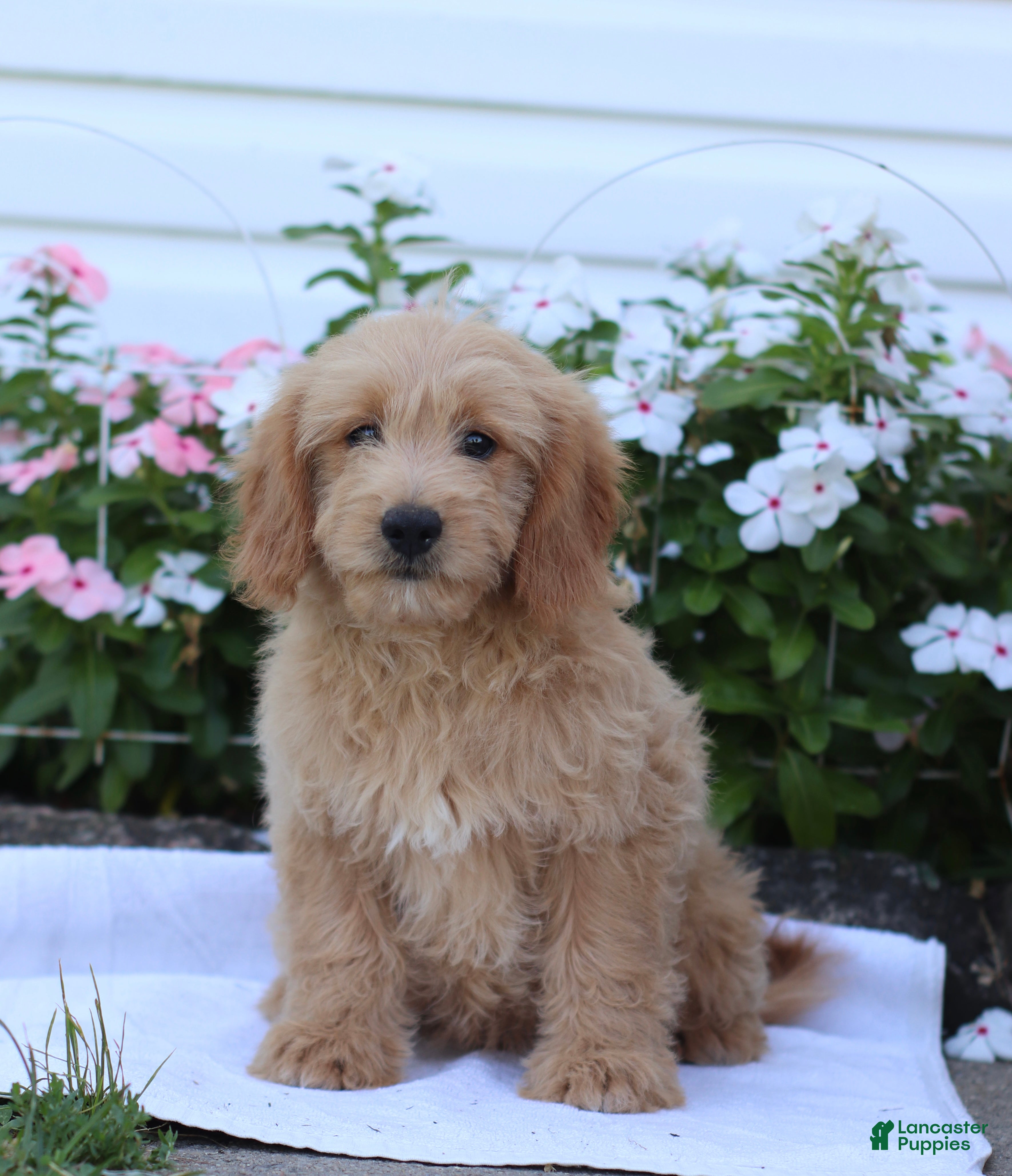 Mini Goldendoodle dogs Judy - Ad 1