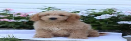 Mini Goldendoodle dogs for sale: Judy - Ad 1