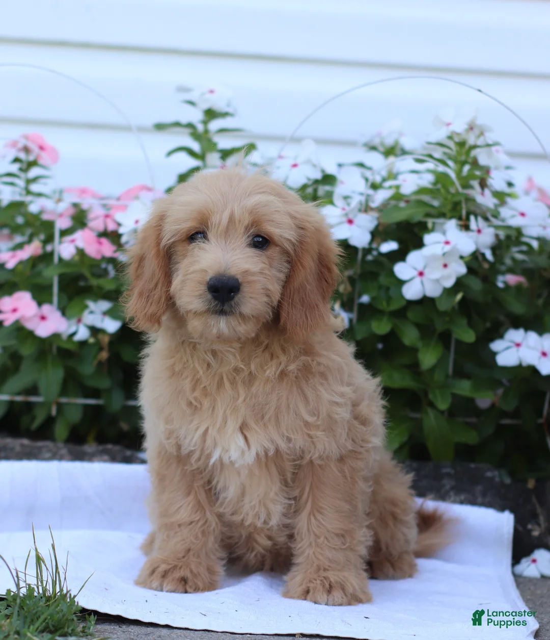 Mini Goldendoodle dogs for sale: Judy - Ad 1