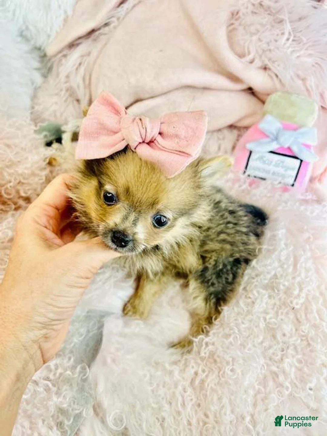 Pomeranian dogs for sale: Pomeranian Puppy 1 - Ad 2