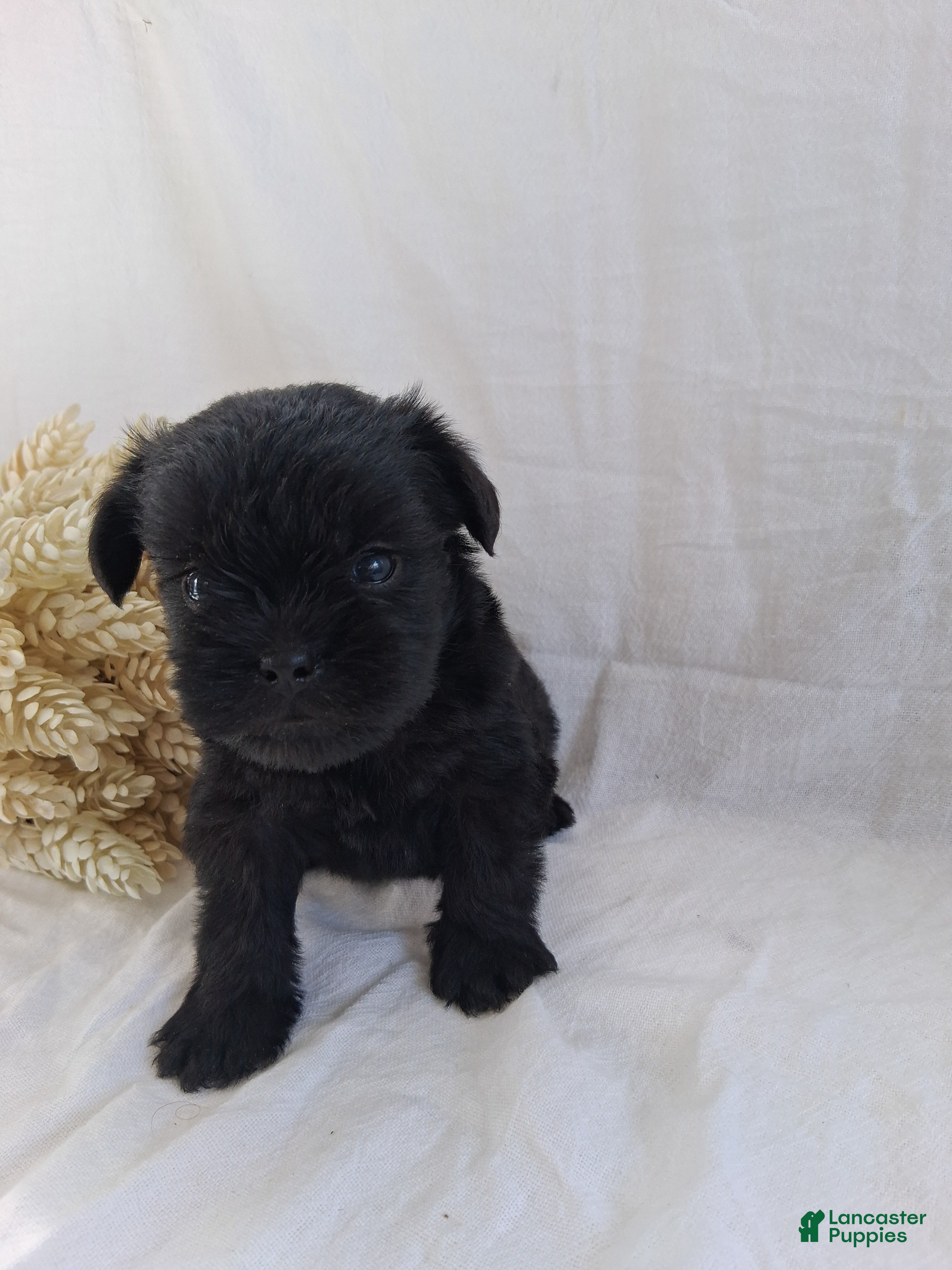 Affenpinscher dogs LLW JEFFERY - Ad 1
