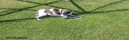 Mixed Breed dogs for sale: Lila - Ad 3