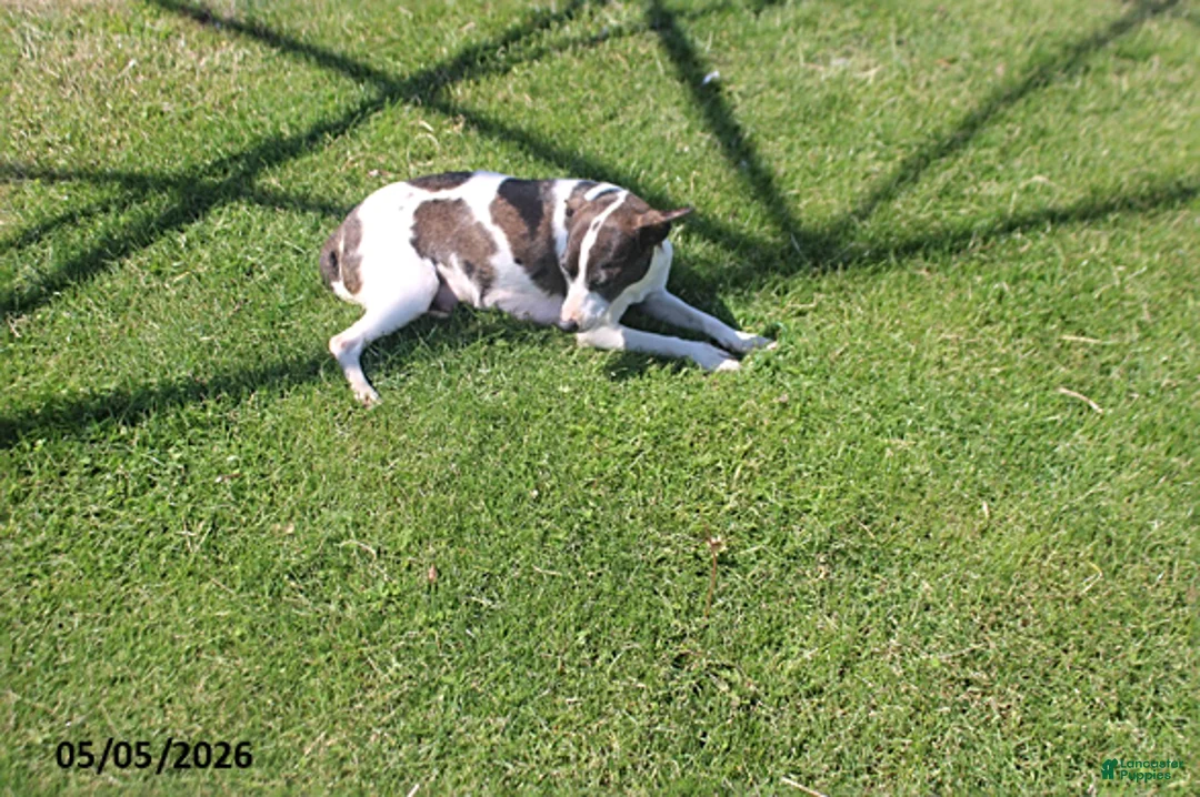 Mixed Breed dogs for sale: Lila - Ad 3