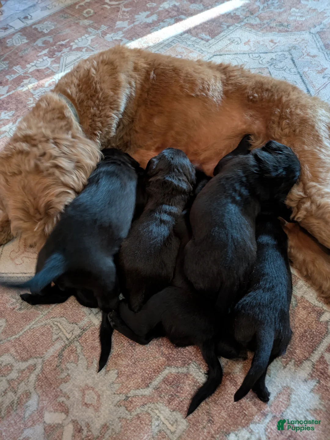 Mixed Breed dogs for sale: Pumpkin - Ad 8