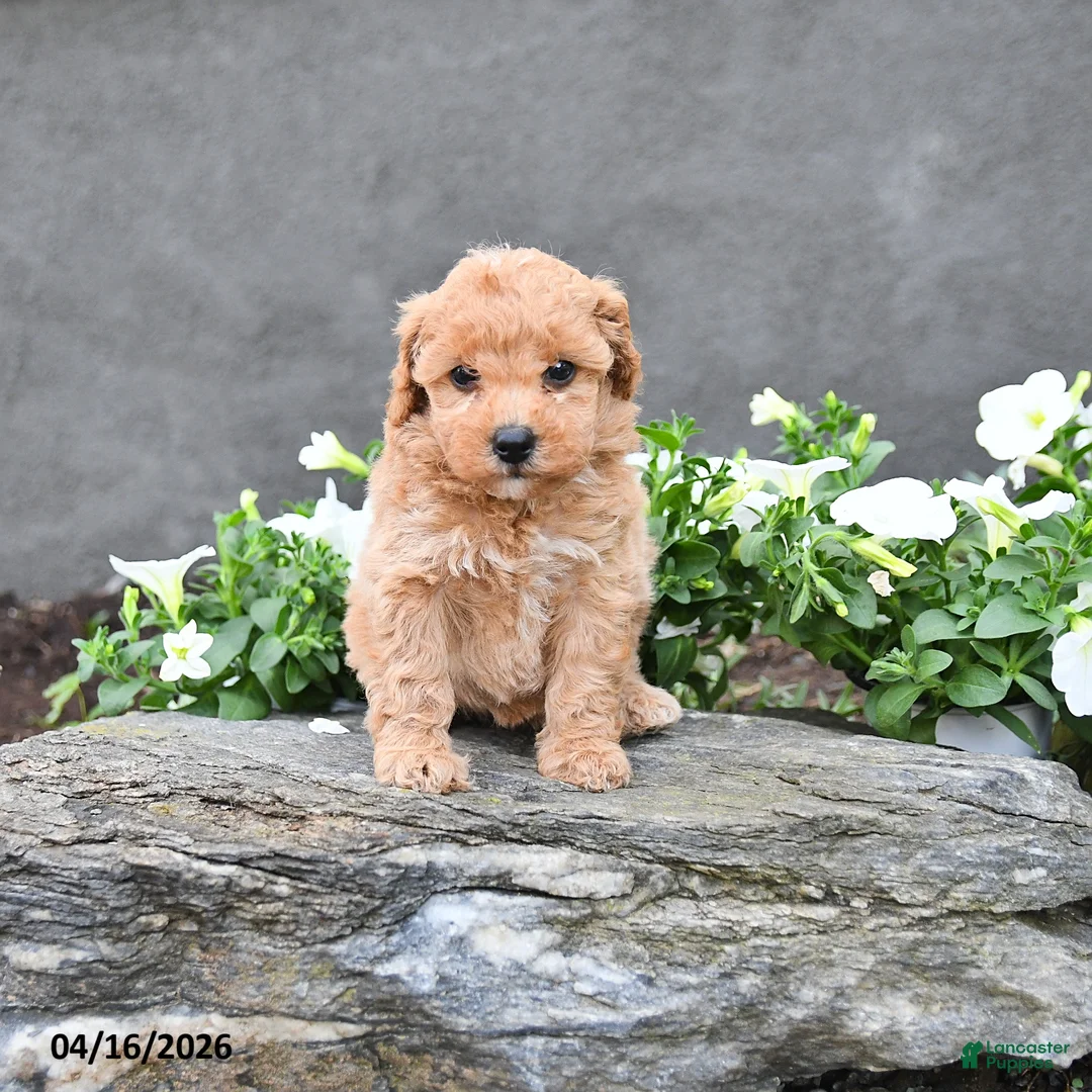 Cavapoo dogs for sale: Thea - Ad 2