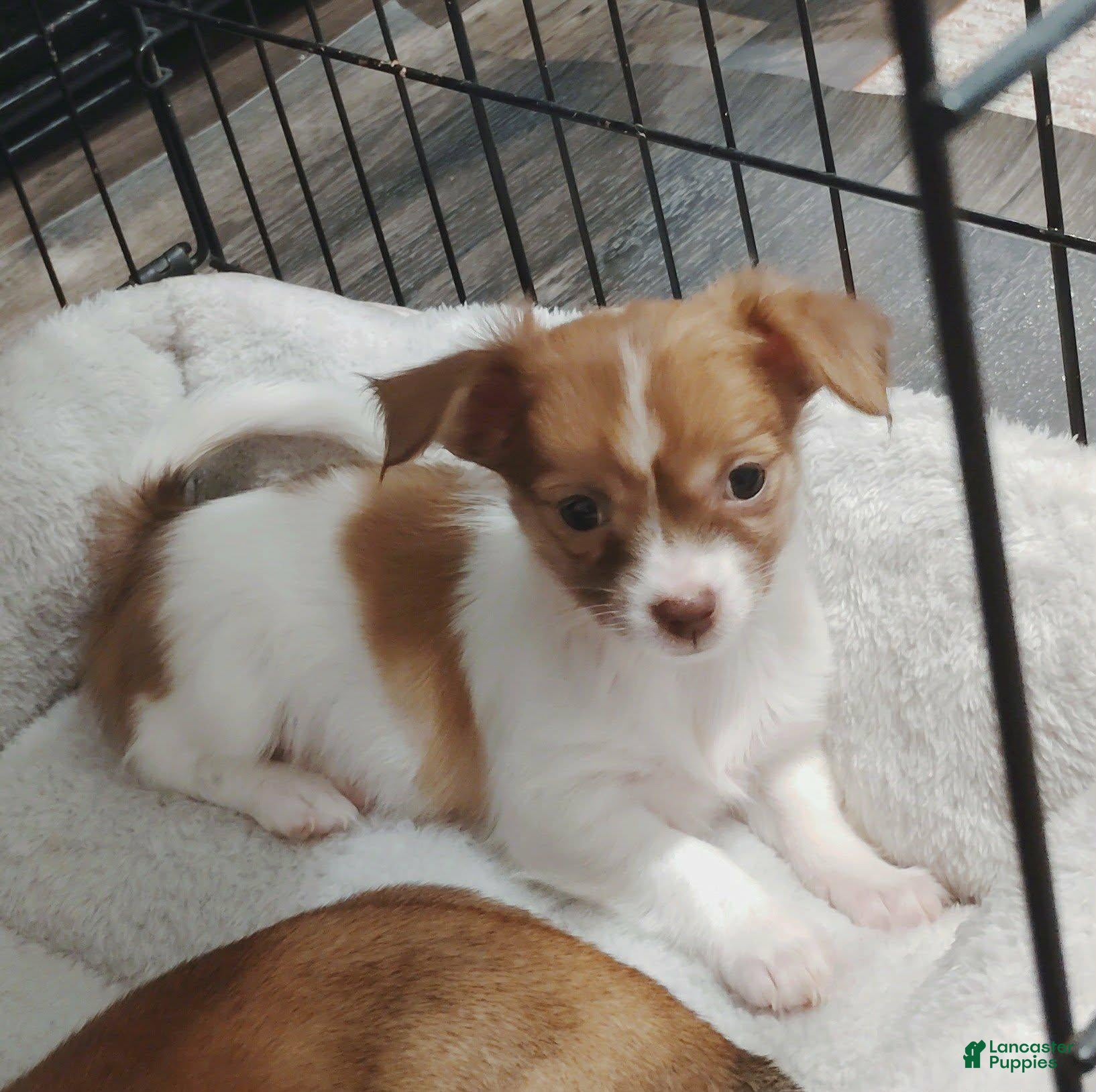 Ella (Chihuahua, Female) in Maxton, NC