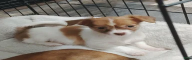 Ella (teacup)