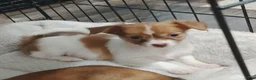 Chihuahua dogs for sale: Ella (teacup) - Ad 1