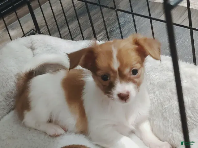 Chihuahua dogs Ella (teacup) - Ad 1