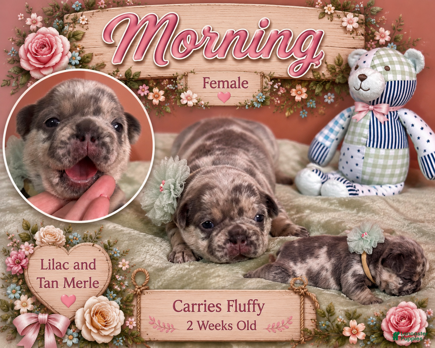 French Bulldog dogs French Bulldog 3 - Ad 2