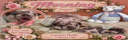 French Bulldog dogs for sale: French Bulldog 3 - Ad 2