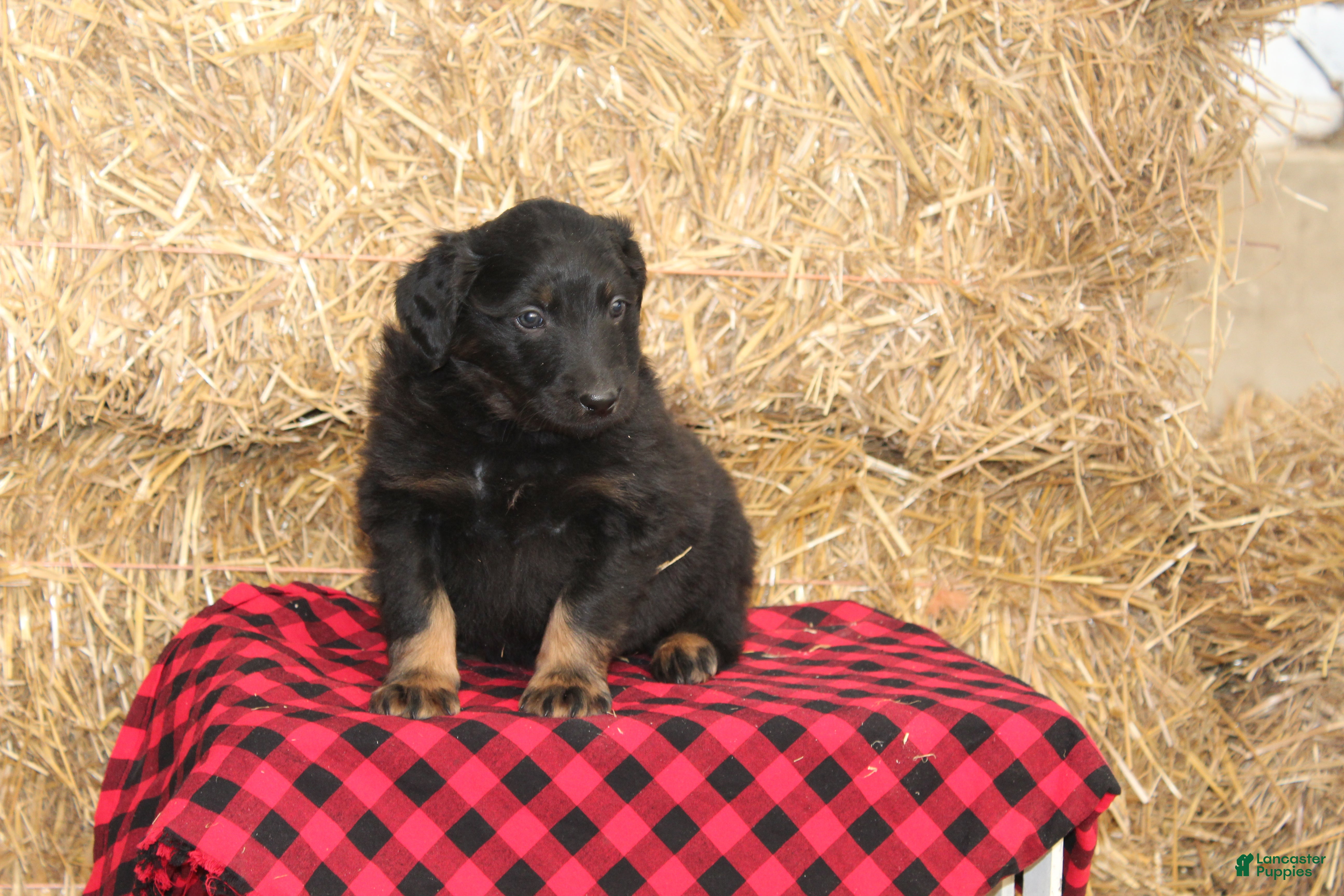 English Shepherd dogs Tony - Ad 5