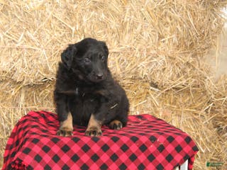 English Shepherd dogs Tony - Ad 11