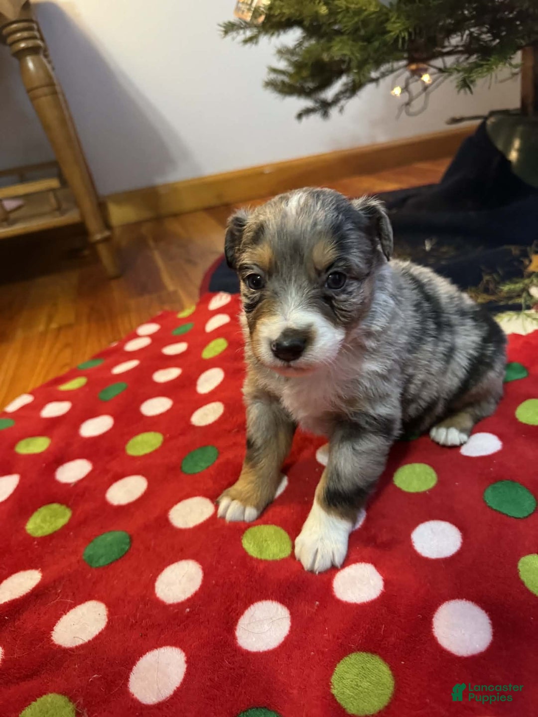 Australian Shepherd dogs for sale: Frost - Ad 3