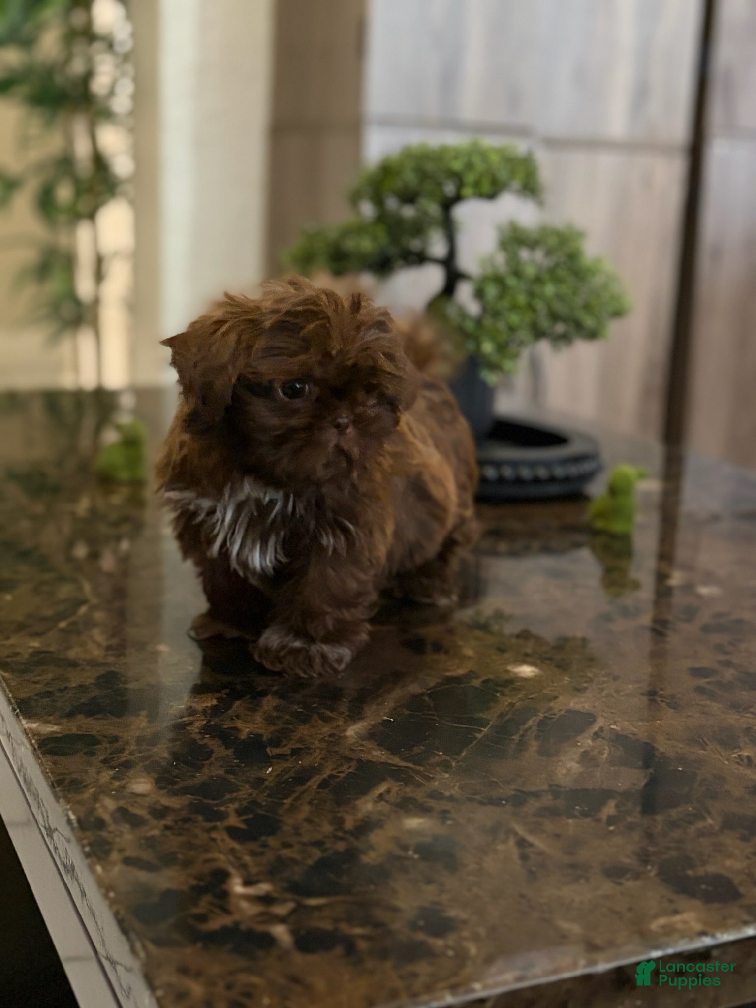 Shih Tzu dogs Girl - Ad 2