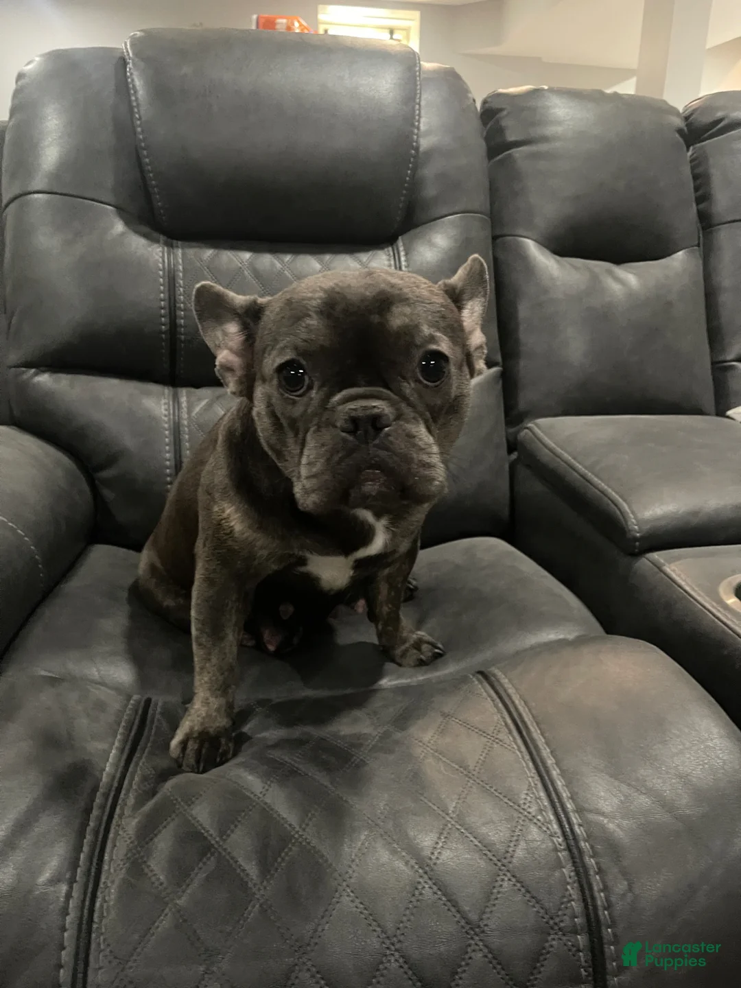 French Bulldog dogs for sale: French Bulldog Puppy 2 - Ad 2