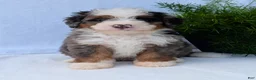 Mini Bernedoodle dogs for sale: Mini Louie  - Ad 20