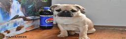 Pug dogs for sale: Billy - Ad 9