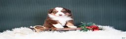 Miniature Australian Shepherd dogs for sale: Daisy - Ad 10