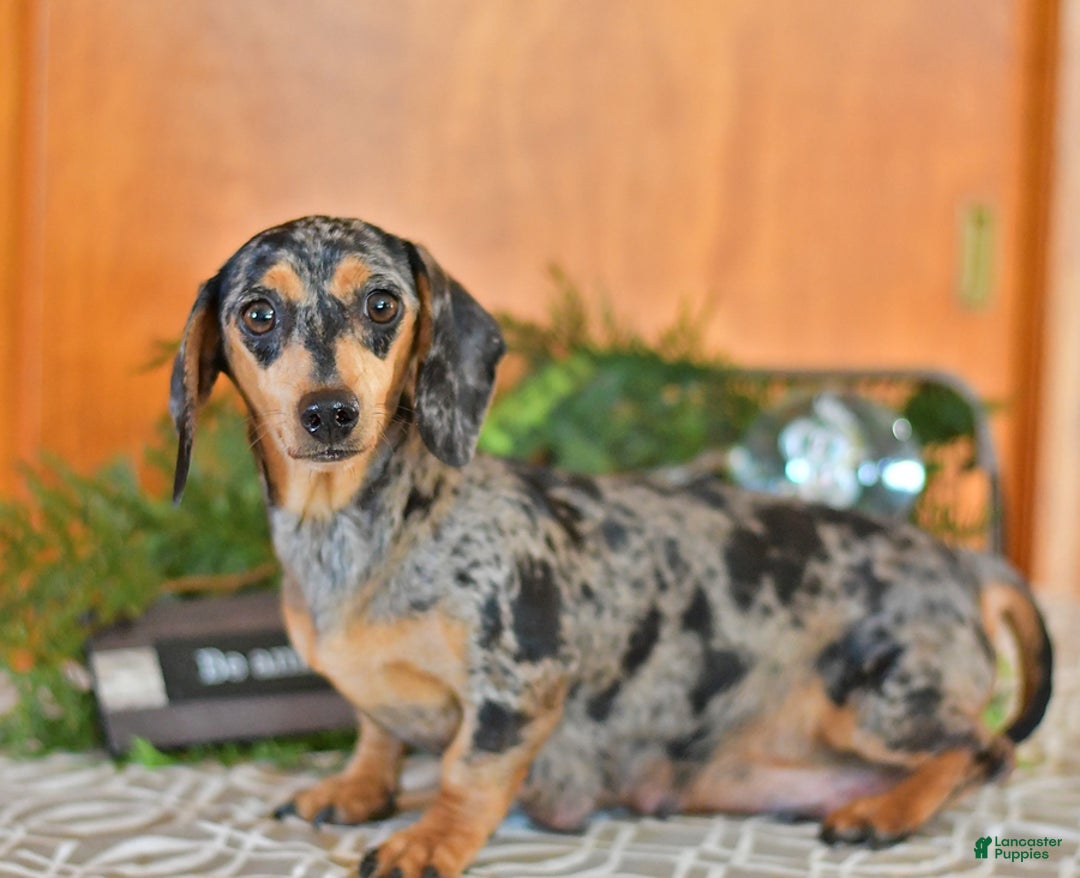 Miniature Dachshund dogs for sale: Ranger - Ad 6