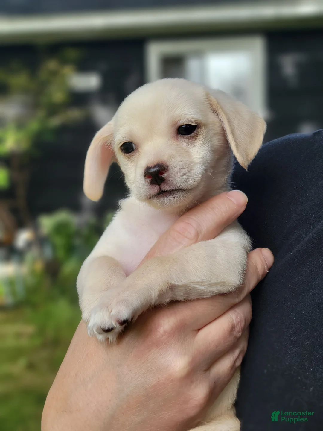 Chorkie dogs for sale: Clementine - Ad 1