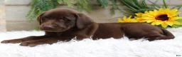 Labrador Retriever dogs for sale: Quincy - Ad 3