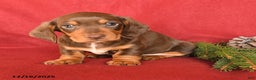 Dachshund dogs for sale: Rolo - Ad 2