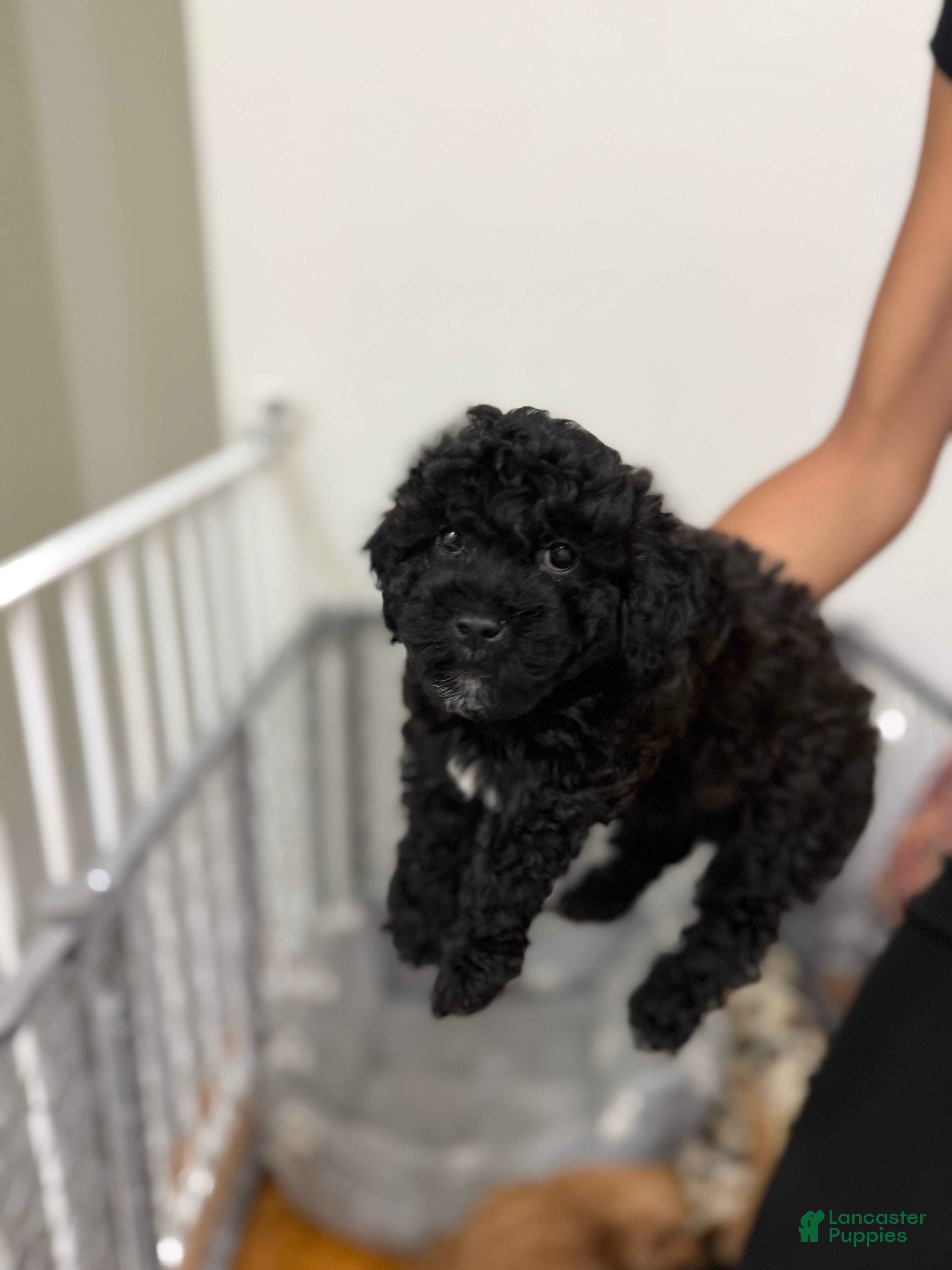 Mixed Breed dogs Mixed Breed 3 - Ad 24