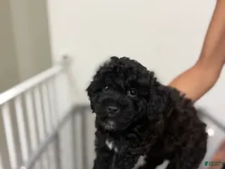 Mixed Breed dogs Mixed Breed 3 - Ad 24