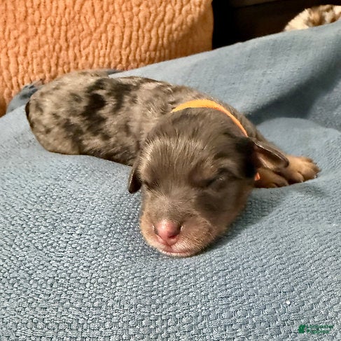 Bernedoodle dogs Freddie - Ad 2