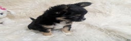 Chihuahua dogs for sale:  AKC Nilolai  - Ad 4