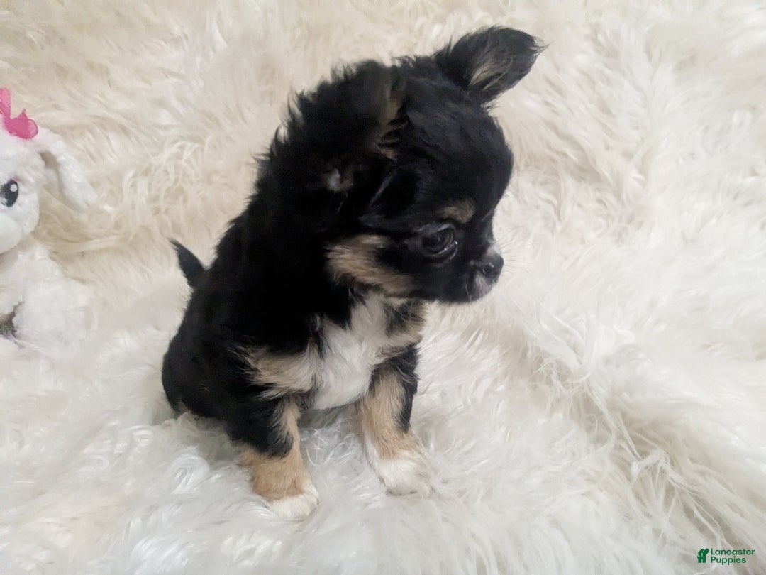Chihuahua dogs for sale:  AKC Nilolai  - Ad 4