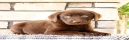 Labrador Retriever dogs for sale: Freddy - Ad 3