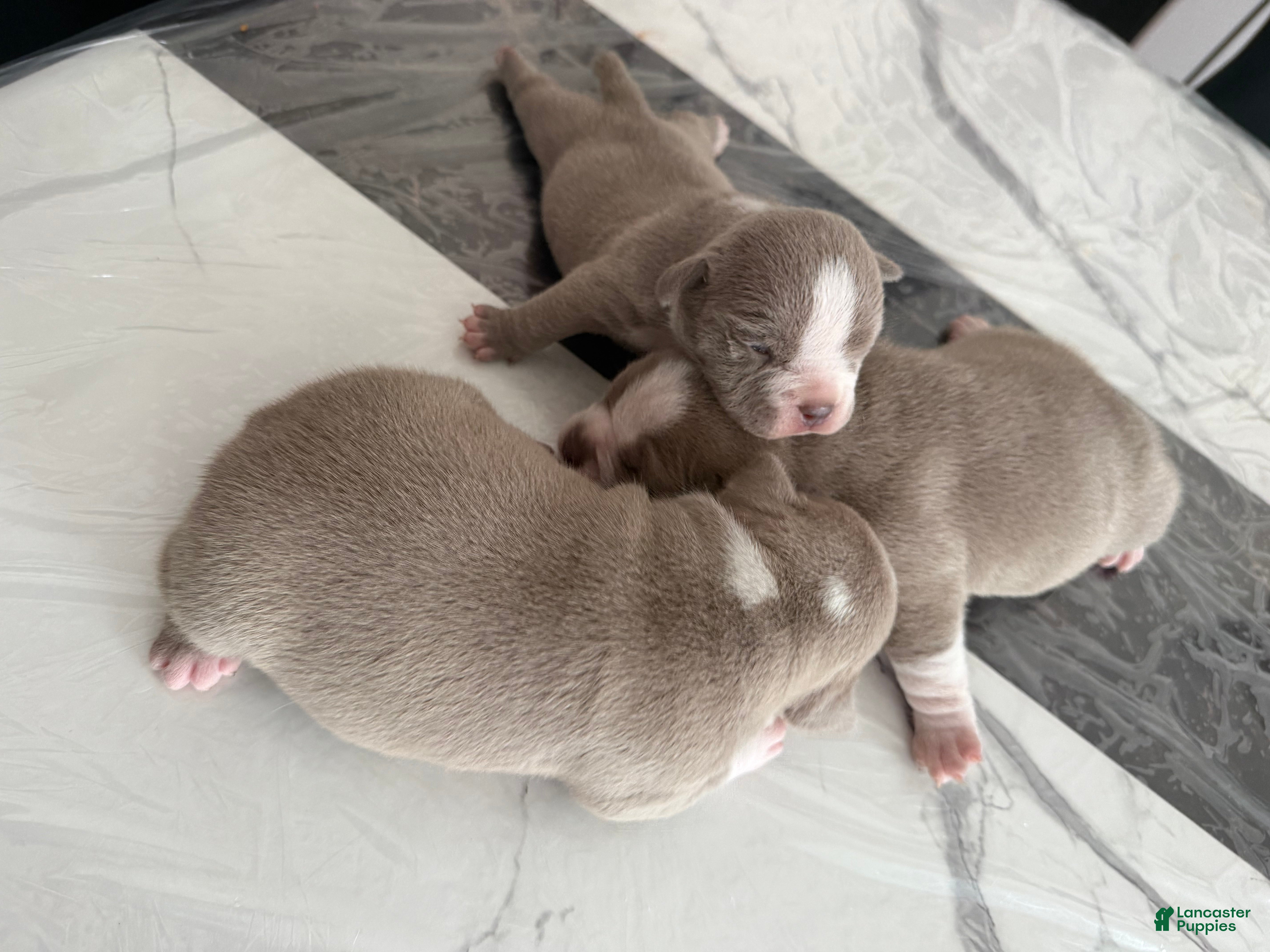 American Bully dogs American Bully Puppy 4 - Ad 11