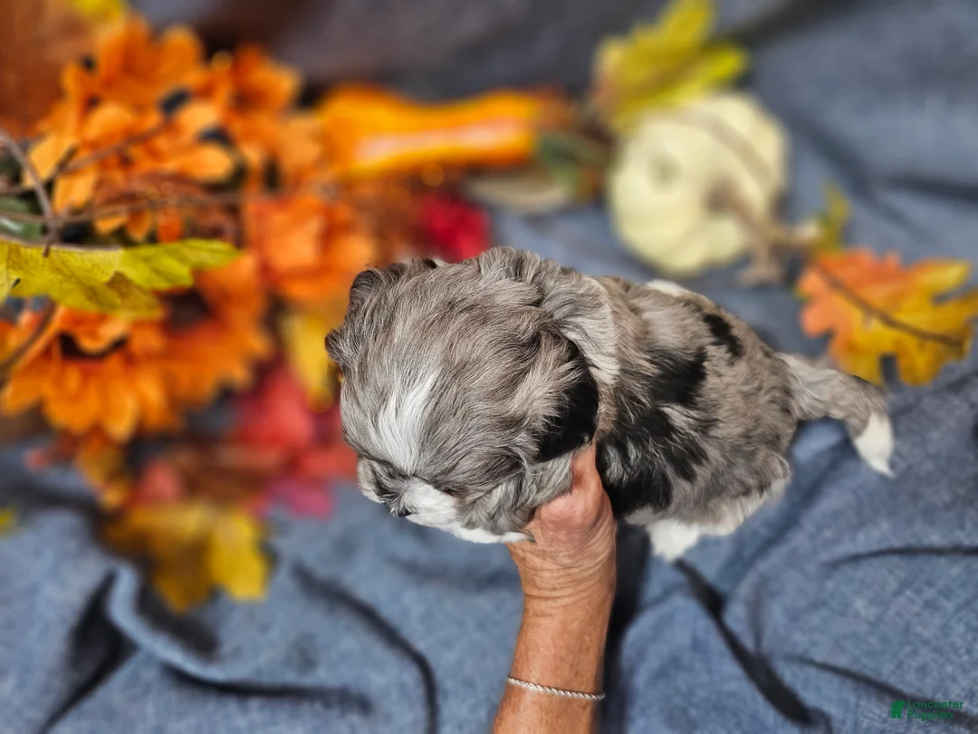 Maltipoo dogs for sale: Joey - Ad 2