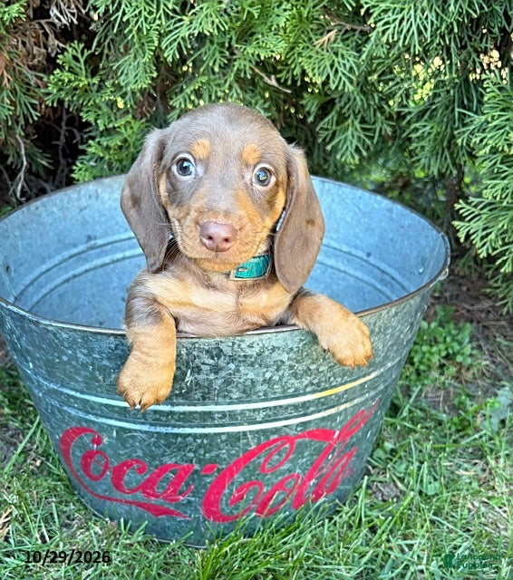 Dachshund dogs for sale: Paxton - Ad 1
