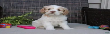 Frankie