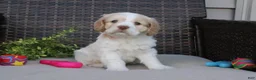 Cocker Spaniel dogs for sale: Frankie - Ad 1