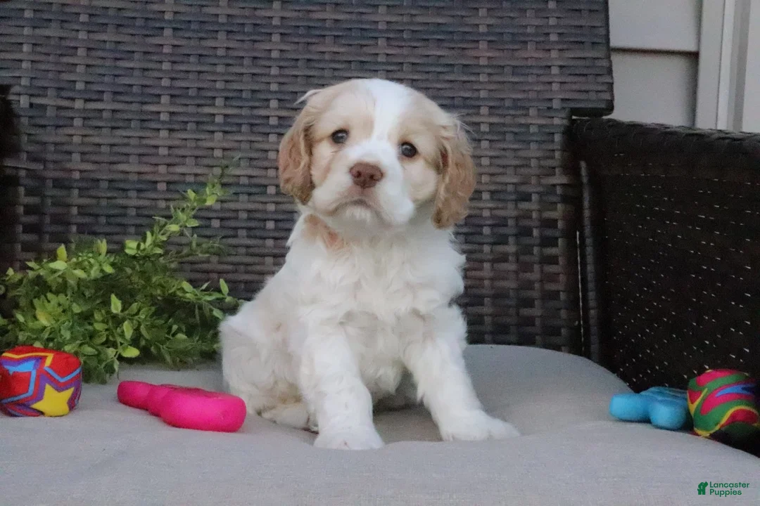 Cocker Spaniel dogs for sale: Frankie - Ad 1