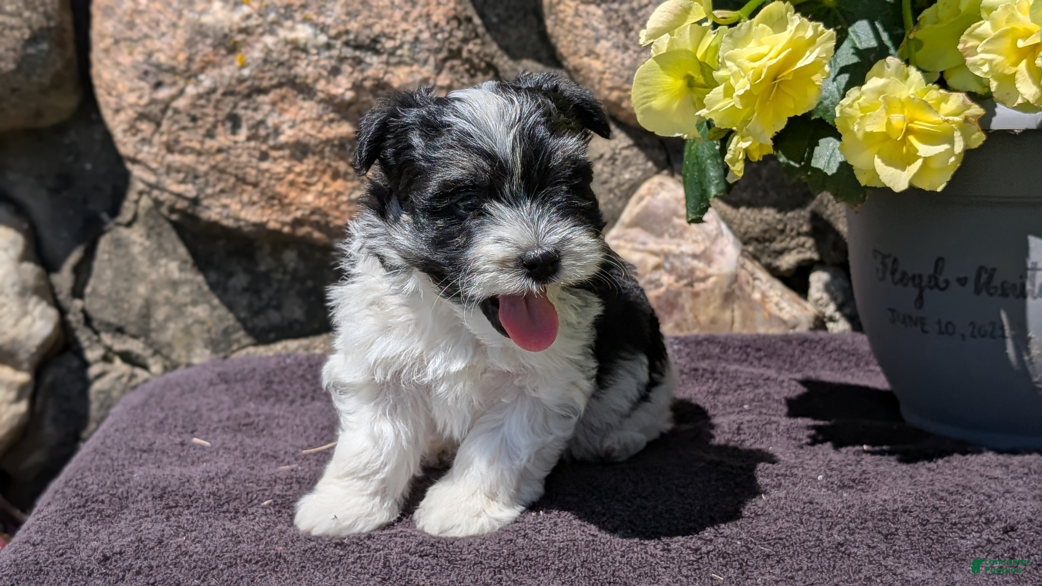 Havanese dogs Teddy - Ad 2