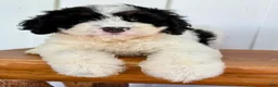 Mini Bernedoodle dogs for sale: Slate - Black & White Mini Bernedoodle - Ad 2