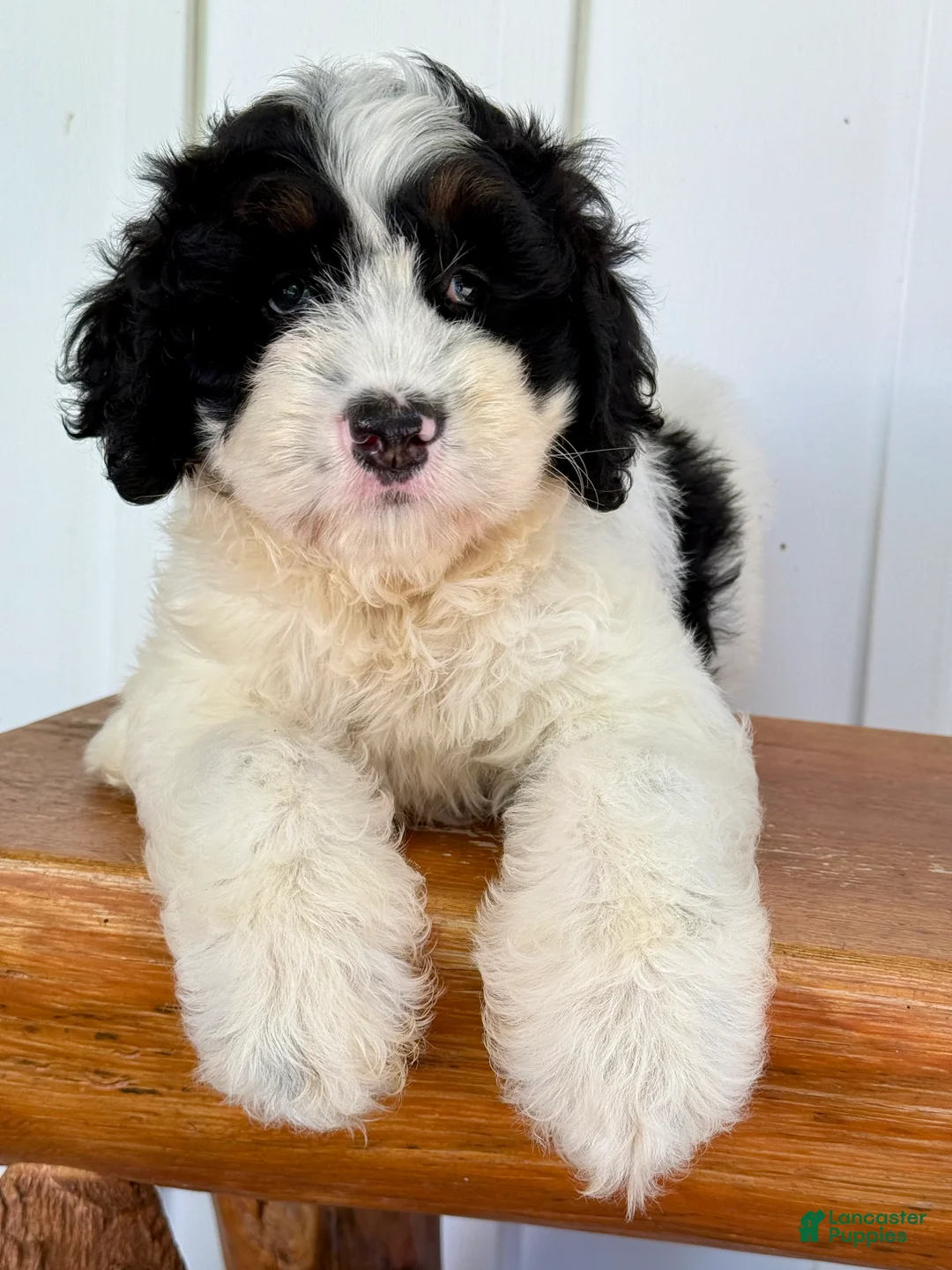 Mini Bernedoodle dogs for sale: Slate - Black & White Mini Bernedoodle - Ad 2