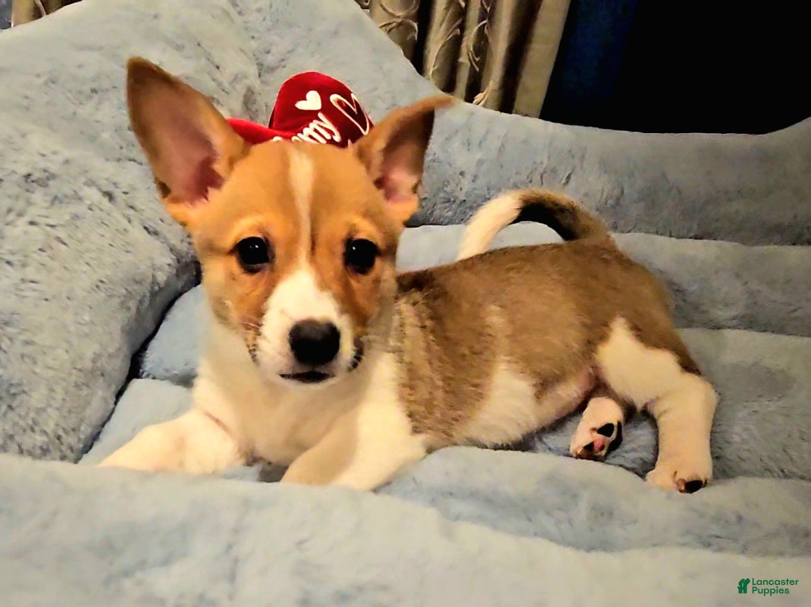 Mixed Breed dogs Chanel - Ad 2