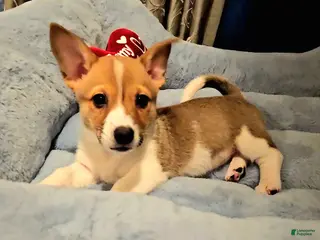 Mixed Breed dogs Chanel - Ad 2