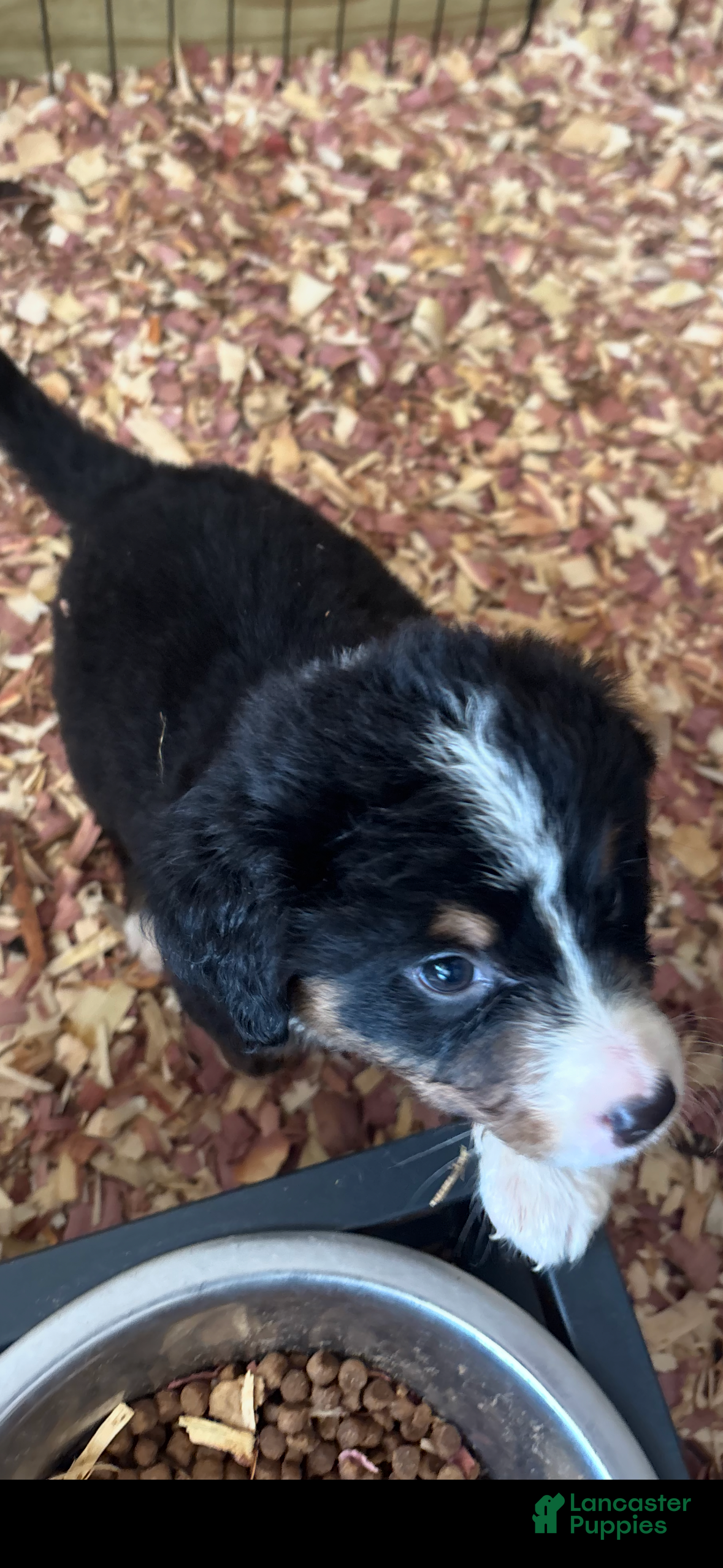 Mixed Breed dogs Black tri girl 2 - Ad 2