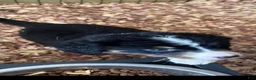 Mixed Breed dogs for sale: Black tri girl 2 - Ad 2